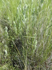 Libellula nodisticta