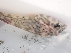 Diplocrepis puniceus