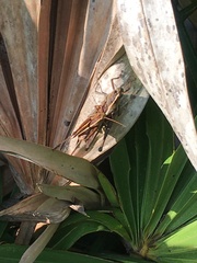 Schistocerca alutacea