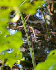 Uranoscodon superciliosus