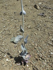 Streptanthus morrisonii