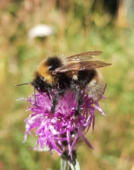 Bombus bohemicus
