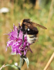 Bombus bohemicus