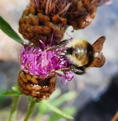Bombus bohemicus