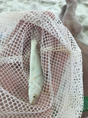 Menticirrhus saxatilis