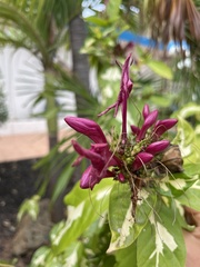 Graptophyllum pictum