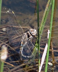 Rhionaeschna absoluta