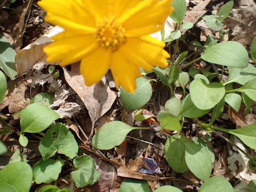 Coreopsis auriculata