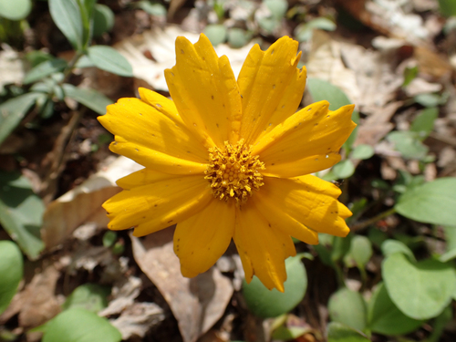 Coreopsis auriculata