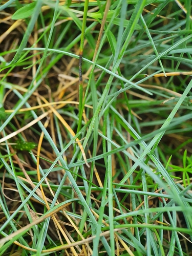 Image of Festuca longifolia by no rights reserved