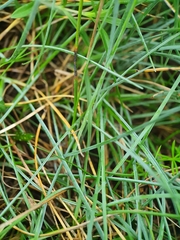 Festuca longifolia