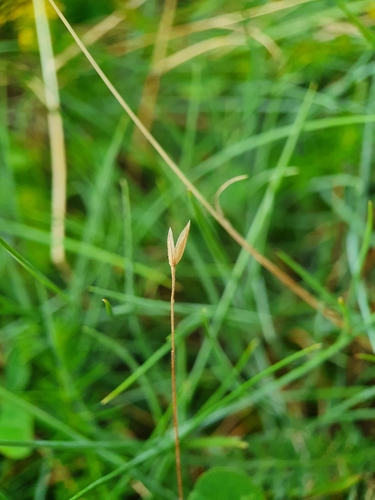 Image of Festuca longifolia by no rights reserved