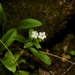 Myosotis brockiei - Photo (c) Andy MacDonald, some rights reserved (CC BY-NC), uploaded by Andy MacDonald