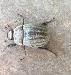 Phyllophaga lanceolata