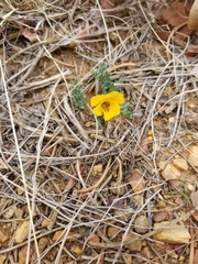 Viola douglasii