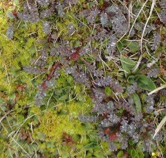 Acaena saccaticupula