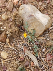 Viola douglasii