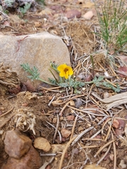 Viola douglasii