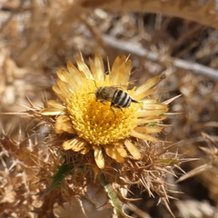 Amegilla quadrifasciata