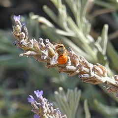 Icteranthidium ferrugineum