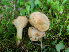 Lactarius yazooensis