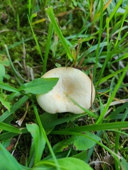 Lactarius yazooensis