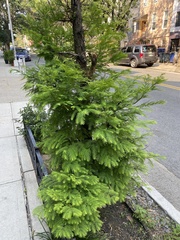 Metasequoia glyptostroboides