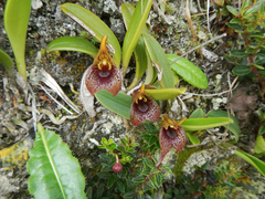 Masdevallia