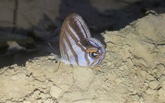 Chloreuptychia chlorimene