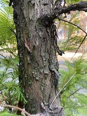 Metasequoia glyptostroboides