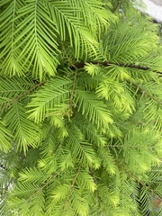 Metasequoia glyptostroboides