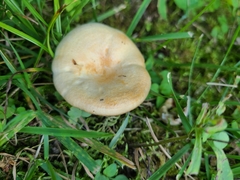 Lactarius yazooensis