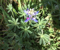 Lupinus variicolor