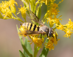 Bicyrtes capnopterus