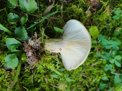 Lactarius yazooensis