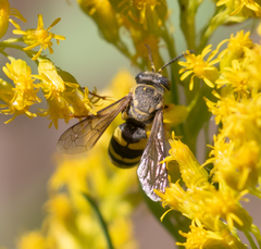 Bicyrtes capnopterus