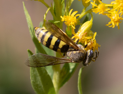 Bicyrtes capnopterus