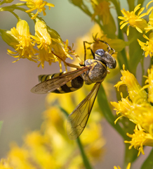 Bicyrtes capnopterus