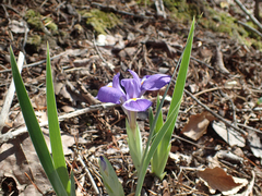 Iris verna