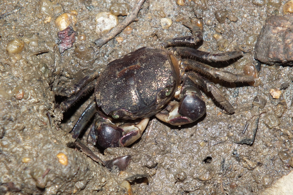 Purple and Cream Shore Crab