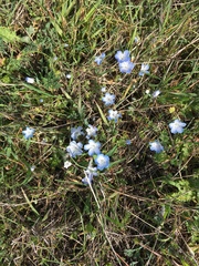 Nemophila menziesii menziesii
