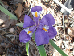 Iris verna