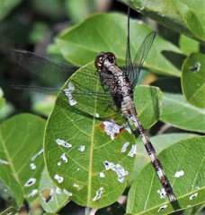 Erythemis plebeja