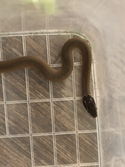 Coniophanes schmidti