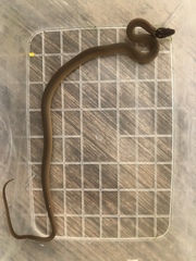 Coniophanes schmidti