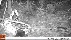Didelphis marsupialis