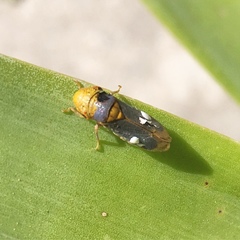 Oncometopia hamiltoni