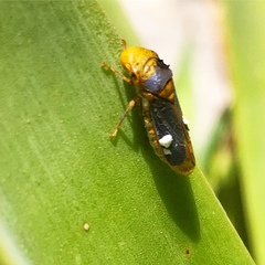 Oncometopia hamiltoni