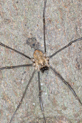 Dasylobus graniferus