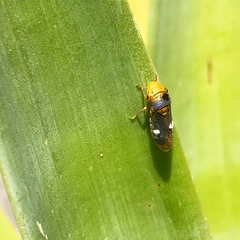 Oncometopia hamiltoni